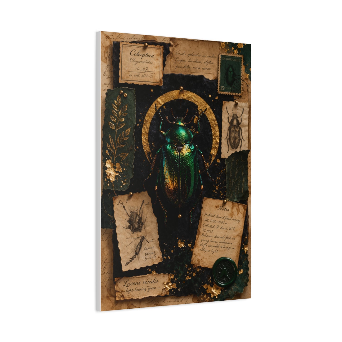 Cabinet of Curiosities Insect Study Wall Art & Canvas Print