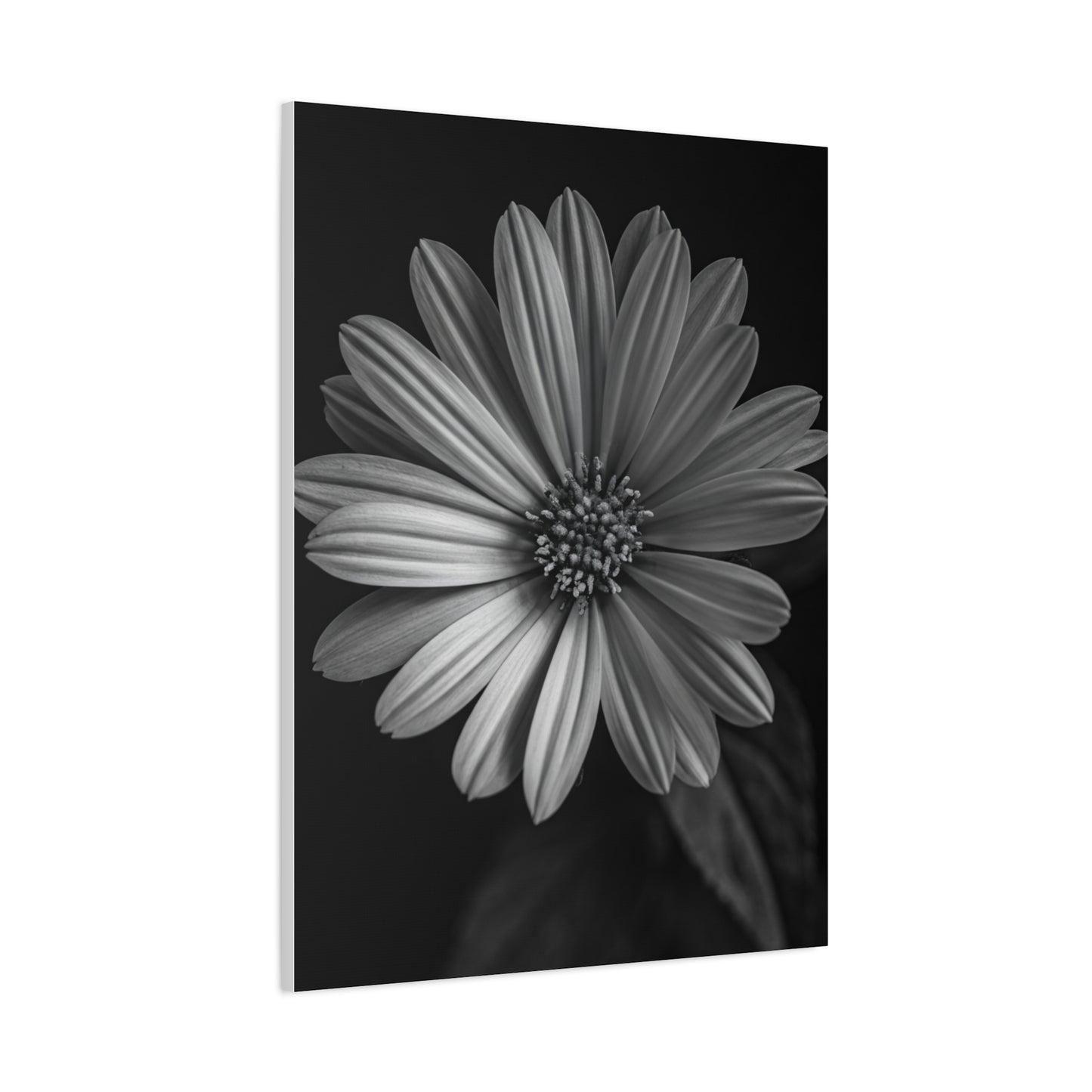 Radiant Daisy in Shadow Wall Art & Canvas Prints