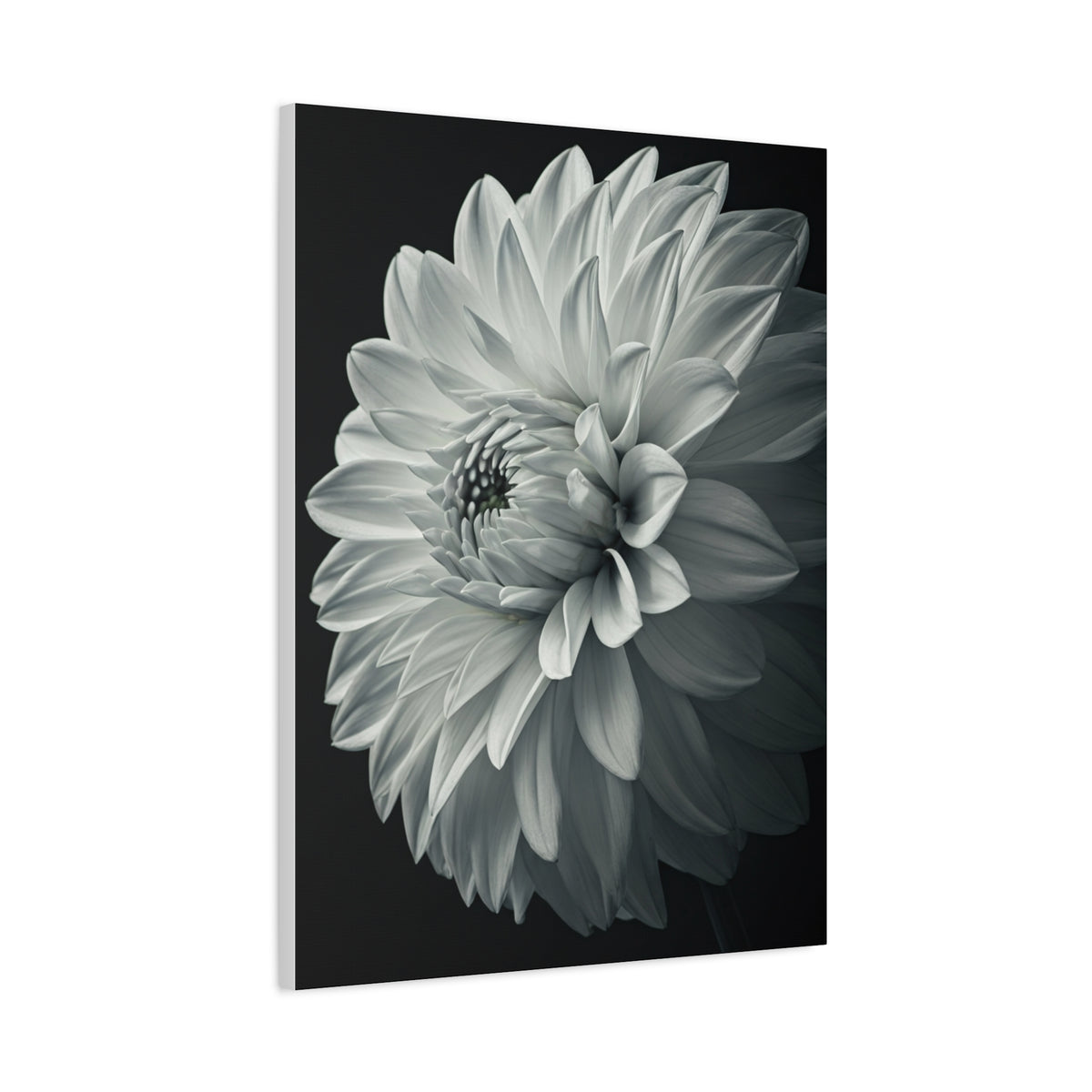 Silver Dahlia Blossom Wall Art & Canvas Prints