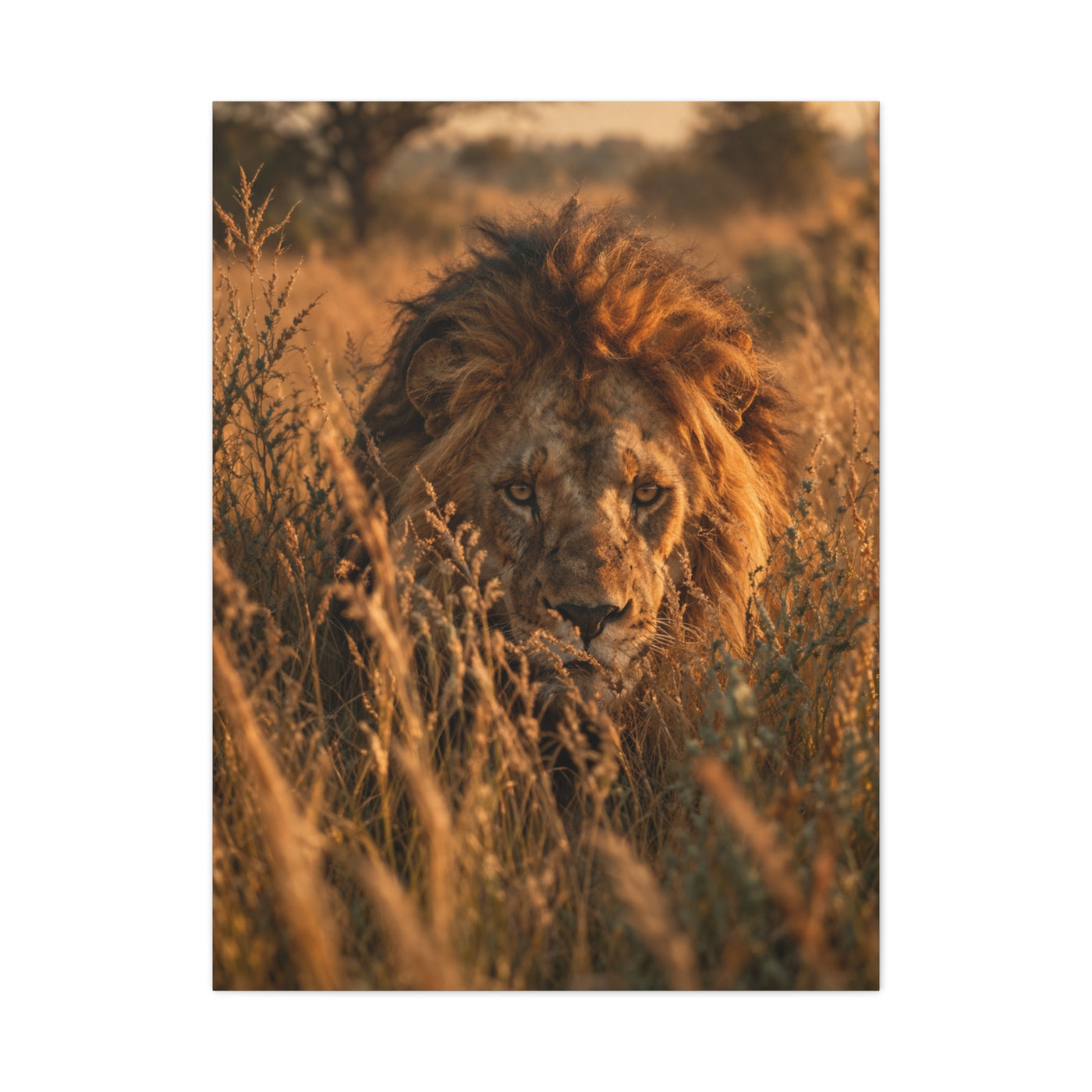 Lion Stalking Through Savannah Grass Wall Art & Canvas Print