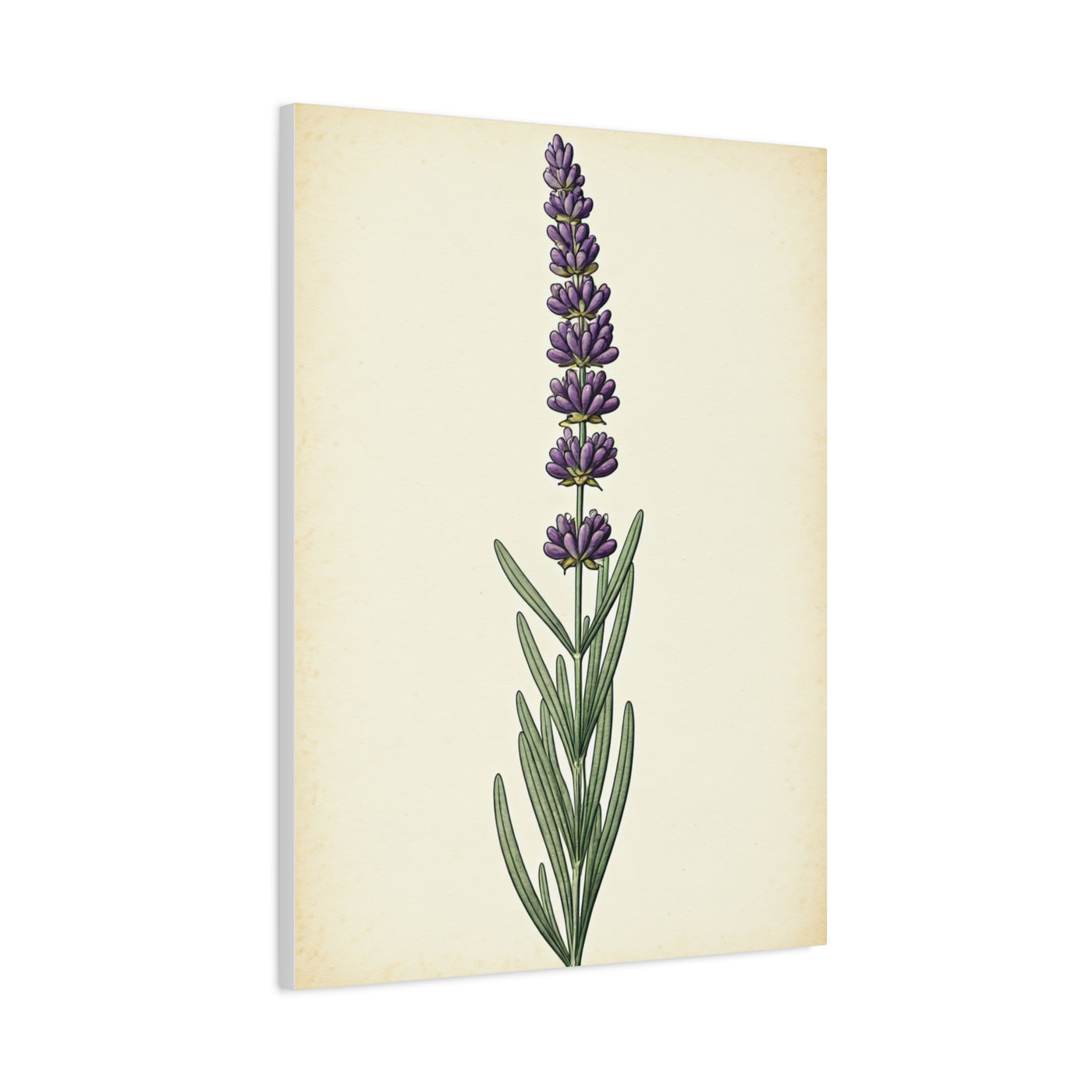 Lavender Stem Illustration Wall Art & Canvas Prints