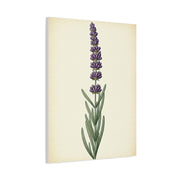 Lavender Stem Illustration Wall Art & Canvas Prints