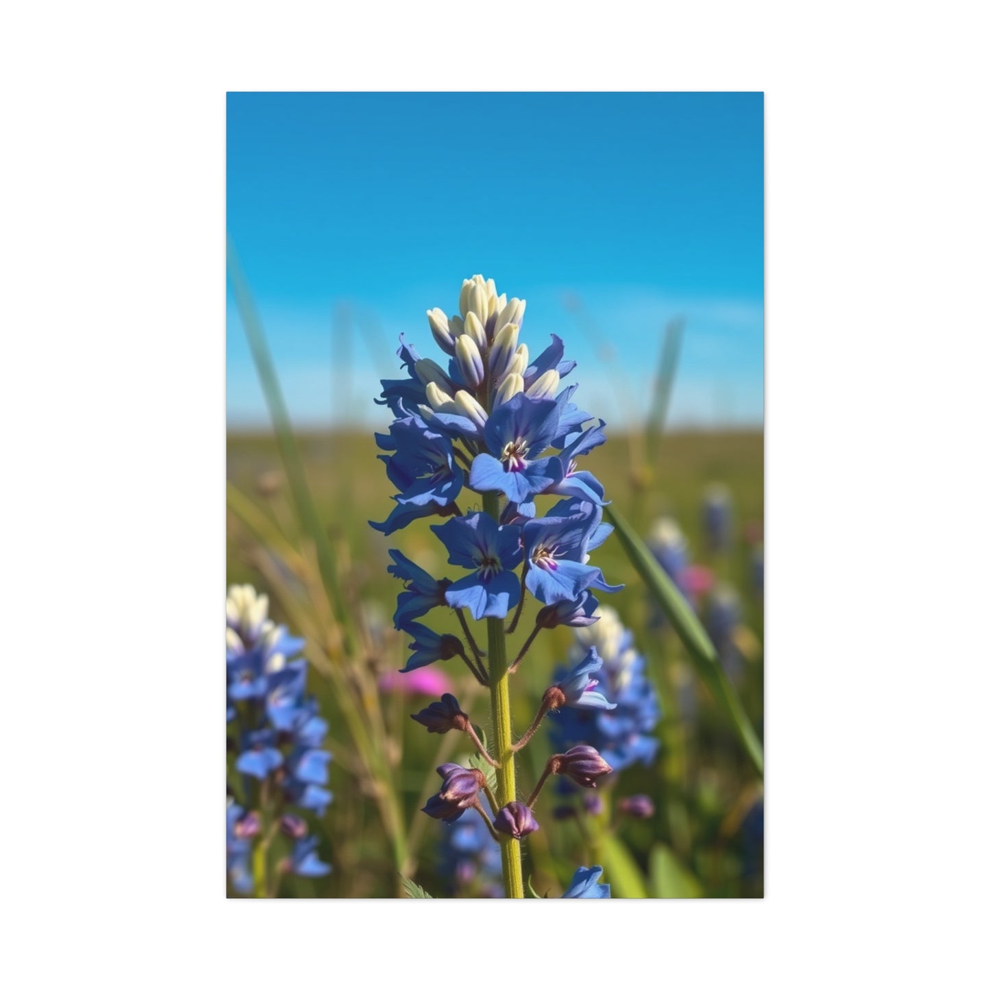 Bluebonnet Flower Art Premium Gallery Wall Art & Canvas Print