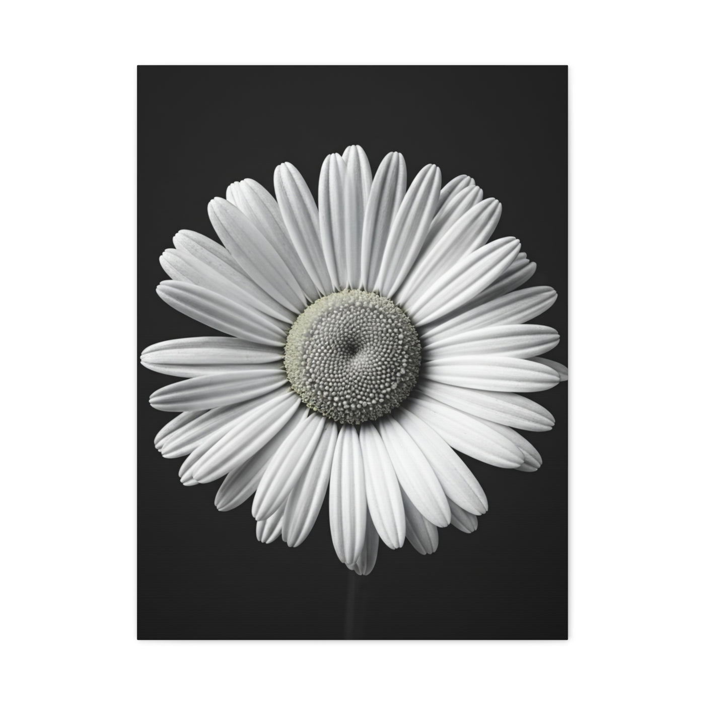White Daisy Bloom Portrait Wall Art & Canvas Prints