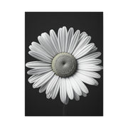 White Daisy Bloom Portrait Wall Art & Canvas Prints