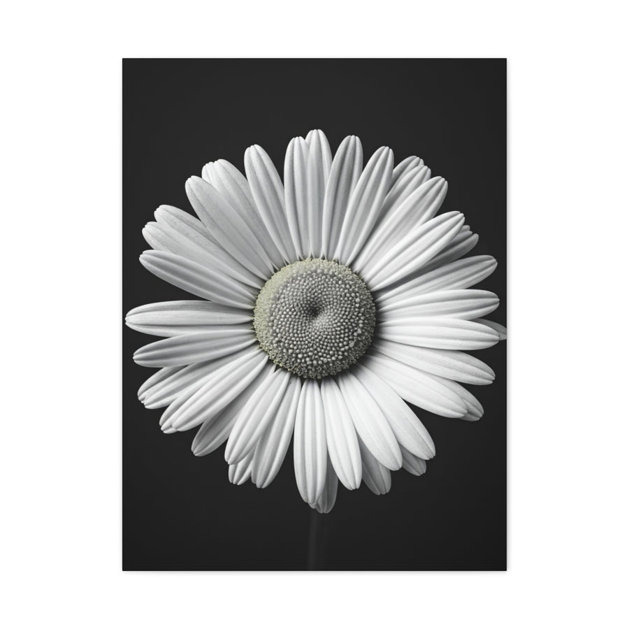 White Daisy Bloom Portrait Wall Art & Canvas Prints