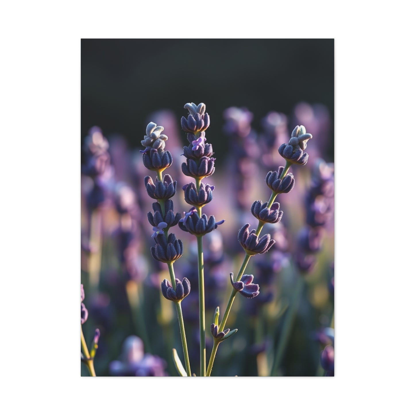 Lavender Herb Art Canvas Art 9 Wall Art & Canvas Print