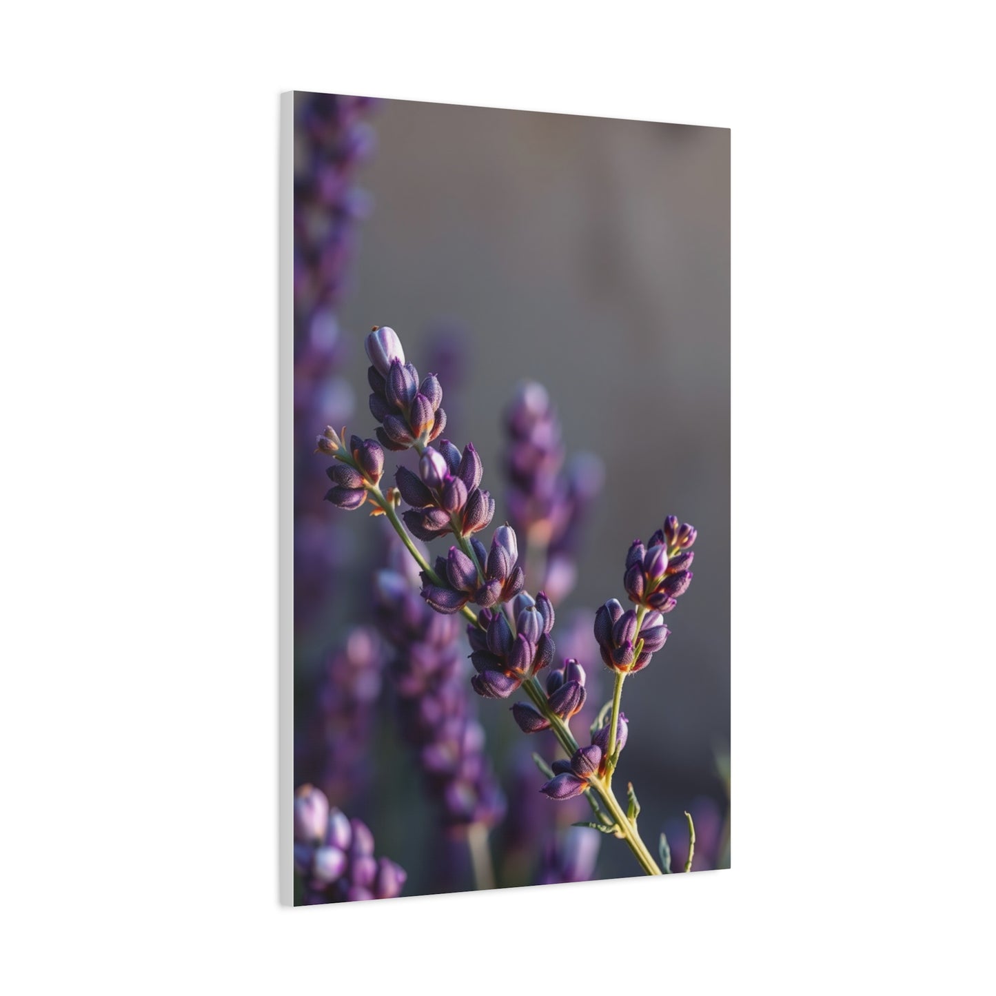 Lavender Herb Art Canvas Art 10 Wall Art & Canvas Print