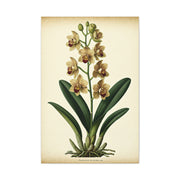 Vintage Wildflower Study Wall Art & Canvas Prints
