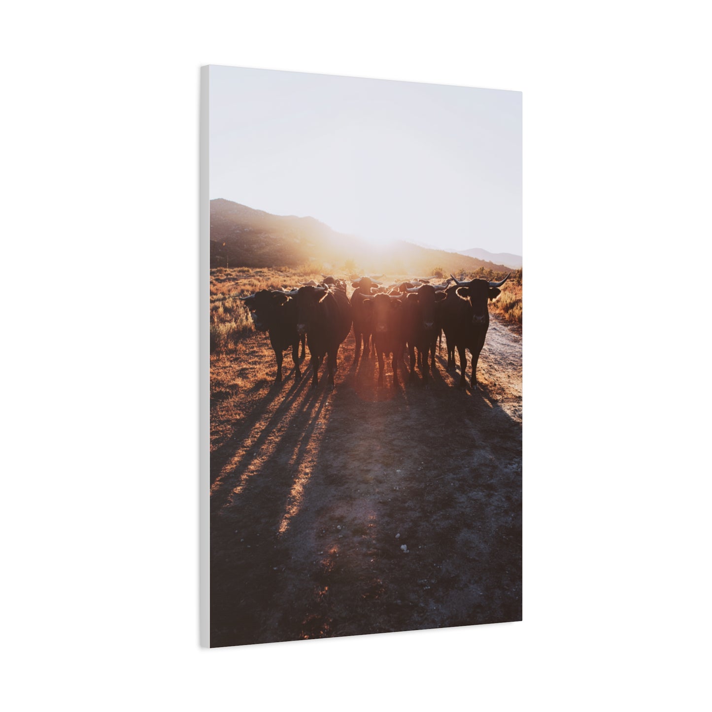 Sunset Bull Herd Silhouette Wall Art & Canvas Print