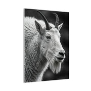 Alpine Goat Portrait Wall Art & Canvas Prints