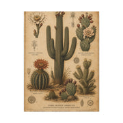 Vintage Desert Botanical Study Southwest Wall Art & Canvas Print
