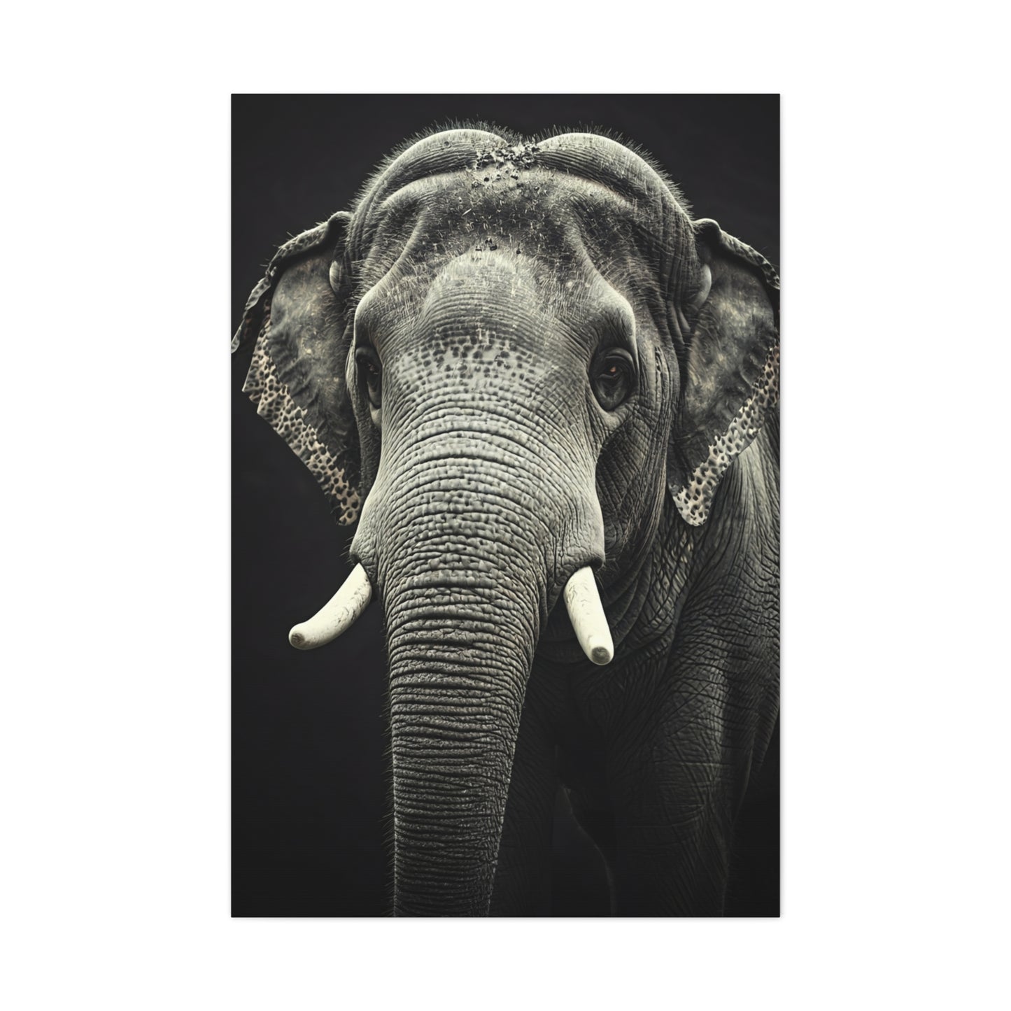 Regal Elephant Close-Up Wall Art & Canvas Prints