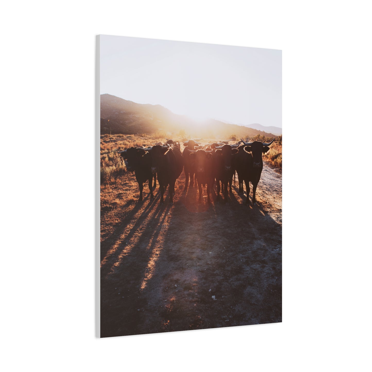 Sunset Bull Herd Silhouette Wall Art & Canvas Print