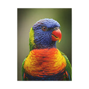 Vibrant Rainbow Lorikeet Wall Art & Canvas Prints