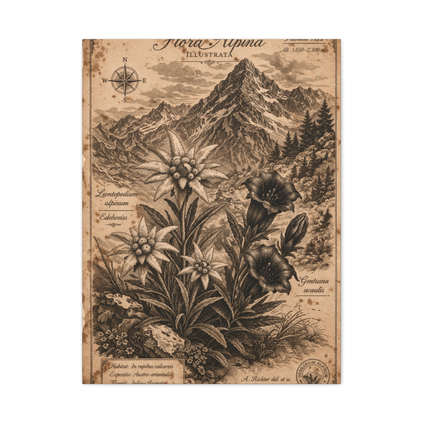 Antique Alpine Flora Engraving Wall Art & Canvas Print