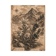 Antique Alpine Flora Engraving Wall Art & Canvas Print