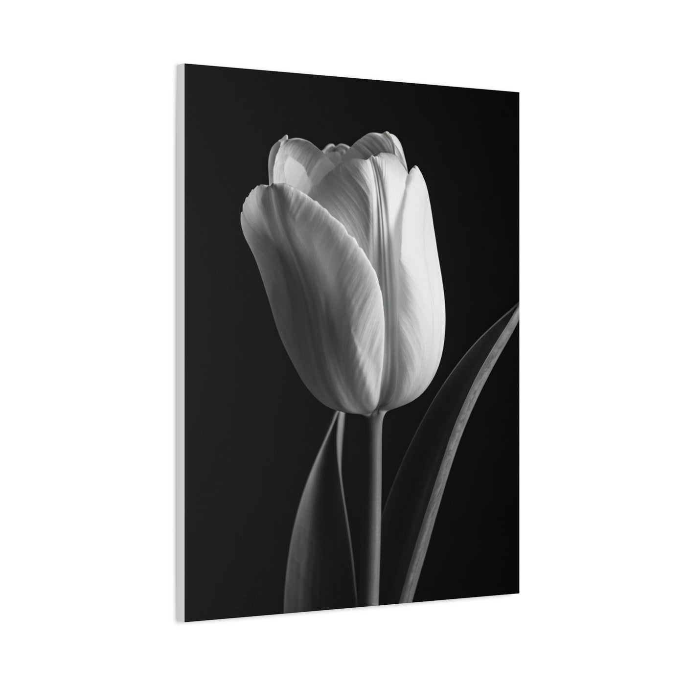 Single Tulip Elegance Monochrome Wall Art & Canvas Prints