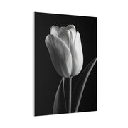 Single Tulip Elegance Monochrome Wall Art & Canvas Prints