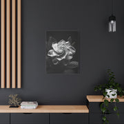Timeless Garden Rose Portrait Wall Art & Canvas Prints