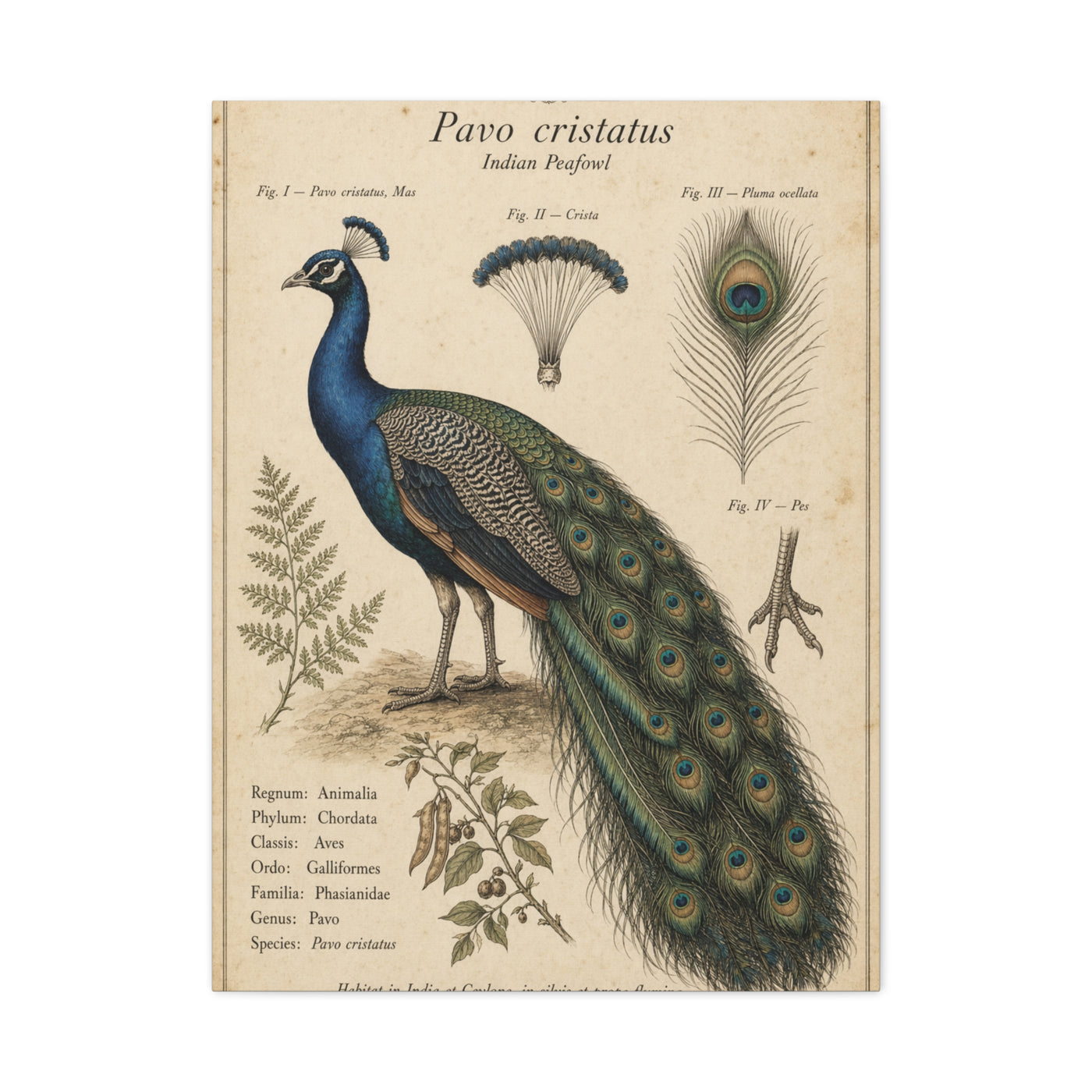 Antique Ornithology Peacock Illustration Wall Art & Canvas Print