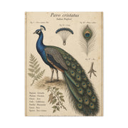 Antique Ornithology Peacock Illustration Wall Art & Canvas Print