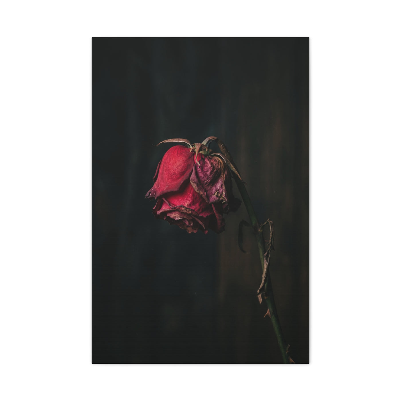Withered Crimson Rose Still Life Wall Art & Canvas Print