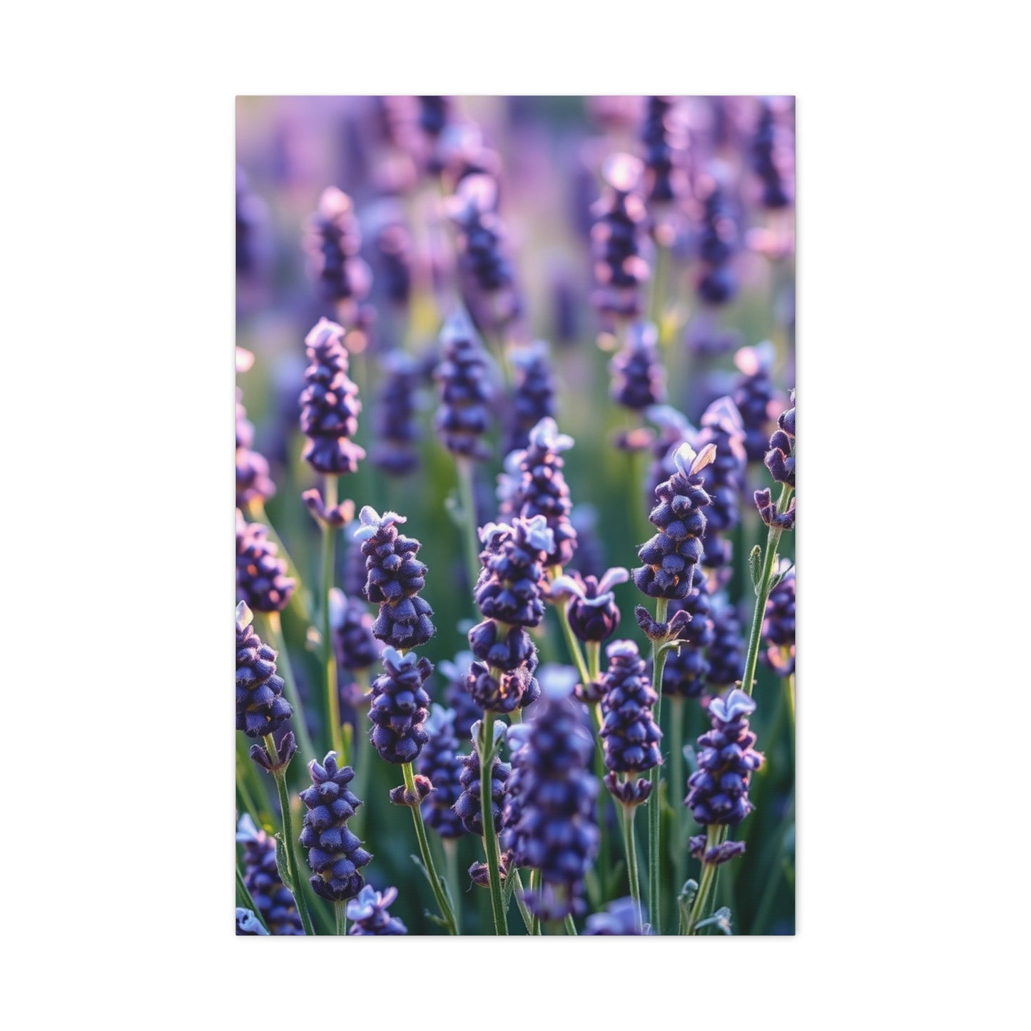 Vision Lavender Herb Art Art Wall Art & Canvas Print