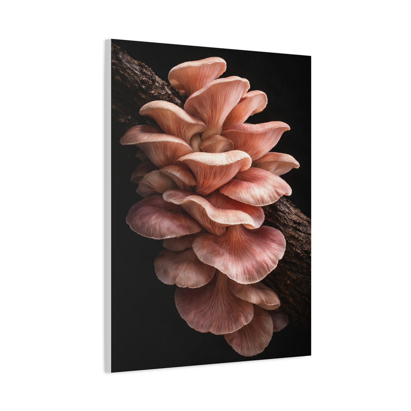 Blush Pink Oyster Mushroom Macro Study Wall Art & Canvas Print