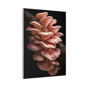 Blush Pink Oyster Mushroom Macro Study Wall Art & Canvas Print
