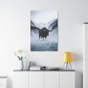 Lone Bull in Snowy Mountain Valley Wall Art & Canvas Print