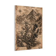 Antique Alpine Flora Engraving Wall Art & Canvas Print