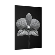Orchid Serenity Study Wall Art & Canvas Prints