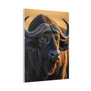 Golden Sunset Cape Buffalo Portrait Wall Art & Canvas Print