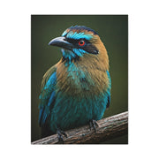 Turquoise-Browed Motmot Wall Art & Canvas Prints