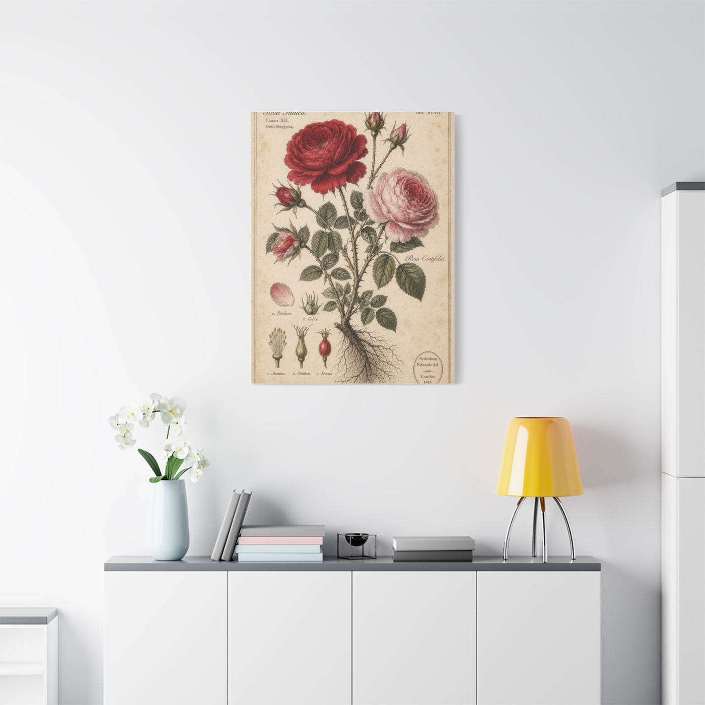 Victorian Rose Botanical Study Wall Art & Canvas Print