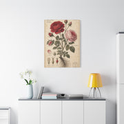 Victorian Rose Botanical Study Wall Art & Canvas Print