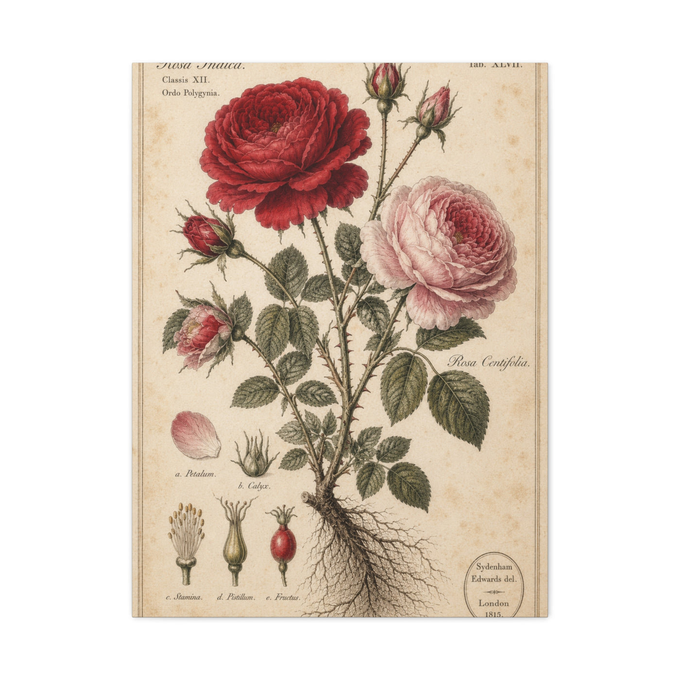Victorian Rose Botanical Study Wall Art & Canvas Print
