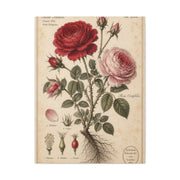 Victorian Rose Botanical Study Wall Art & Canvas Print