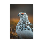 Snowy Grouse Portrait Wall Art & Canvas Prints