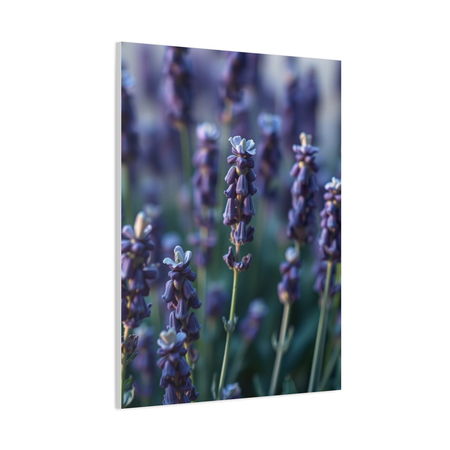 Lavender Herb Art Canvas Art 6 Wall Art & Canvas Print