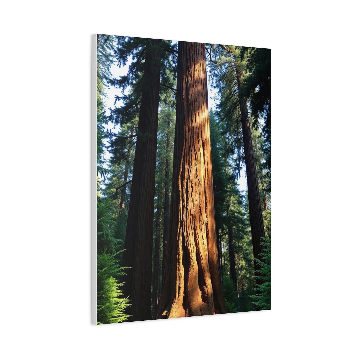 Supreme Redwood Tree Art Beautiful Collection Wall Art & Canvas Print