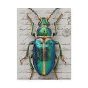 Emerald Beetle Natural History Wall Art & Canvas Print