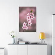 Soft Macro Cherry Blossom Floral Photography Wall Art & Canvas Prints