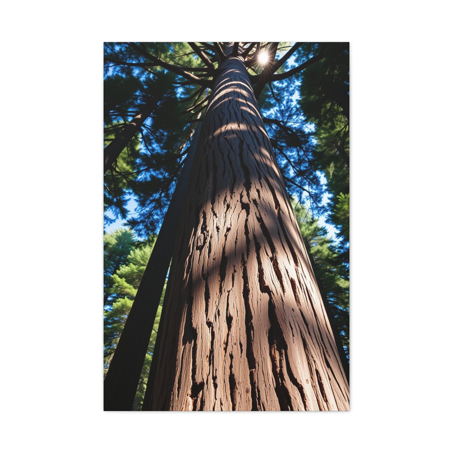 Redwood Tree Art Supreme Canvas Wall Art & Canvas Print