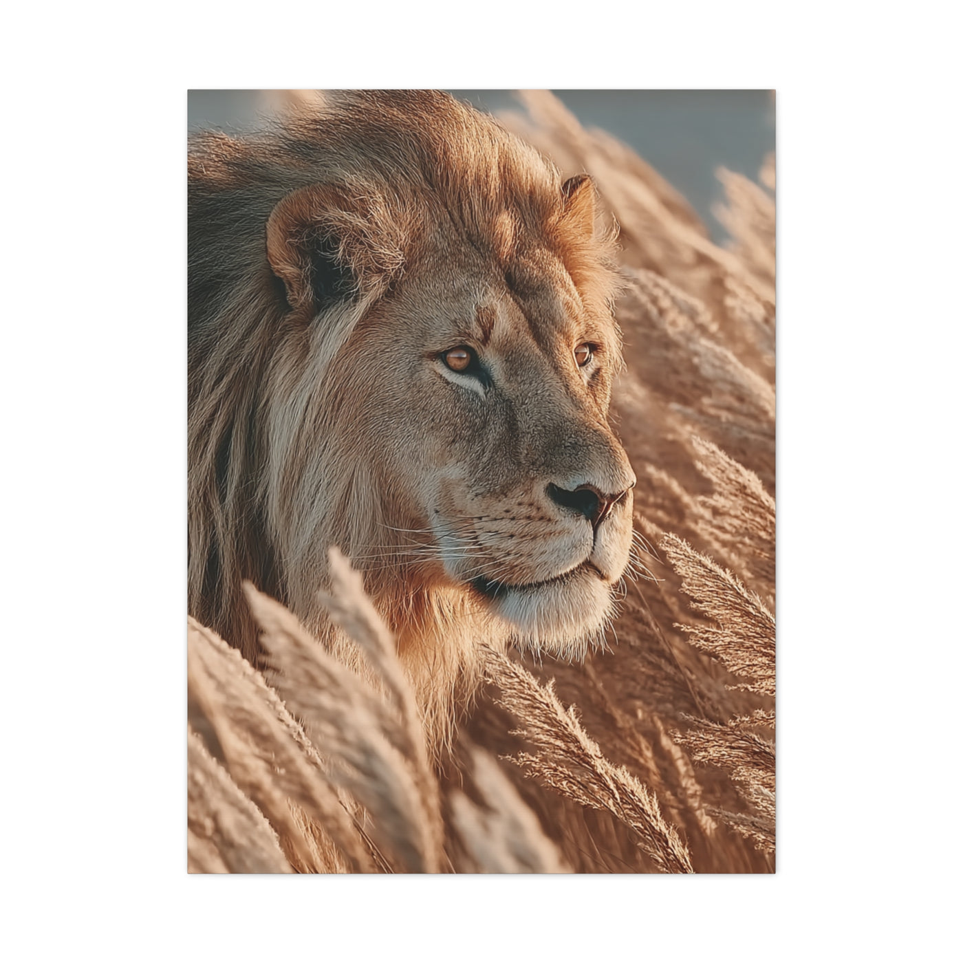 Lion in Golden Grass Calm Watch Wall Art & Canvas Print