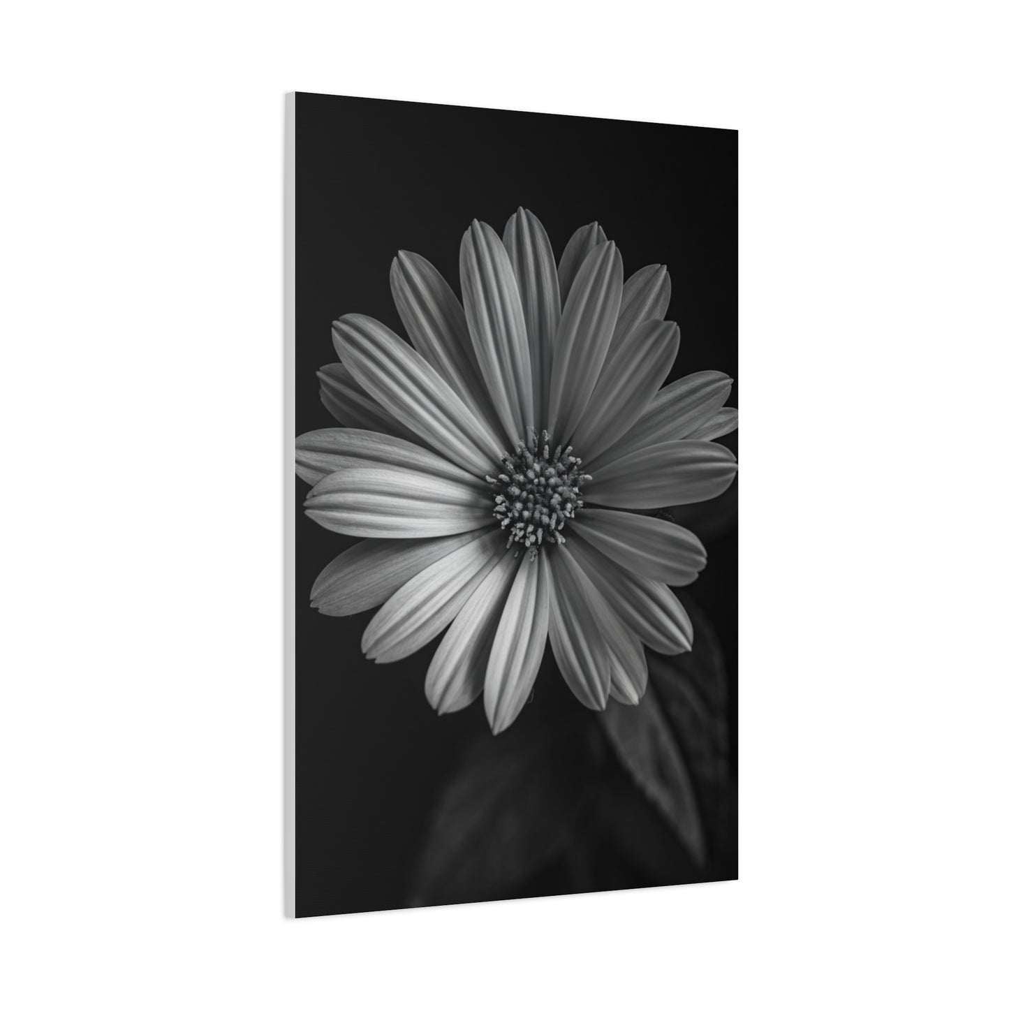 Radiant Daisy in Shadow Wall Art & Canvas Prints