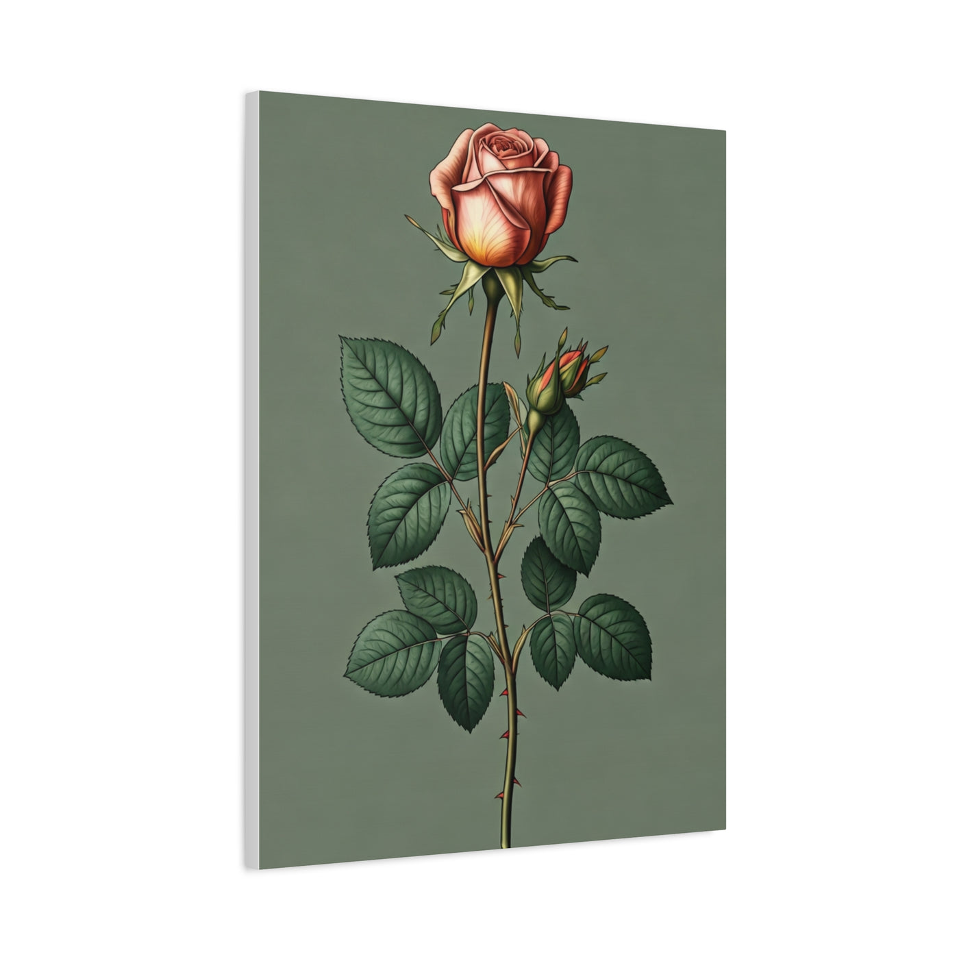 Vintage Rose Study Illustration Wall Art & Canvas Prints