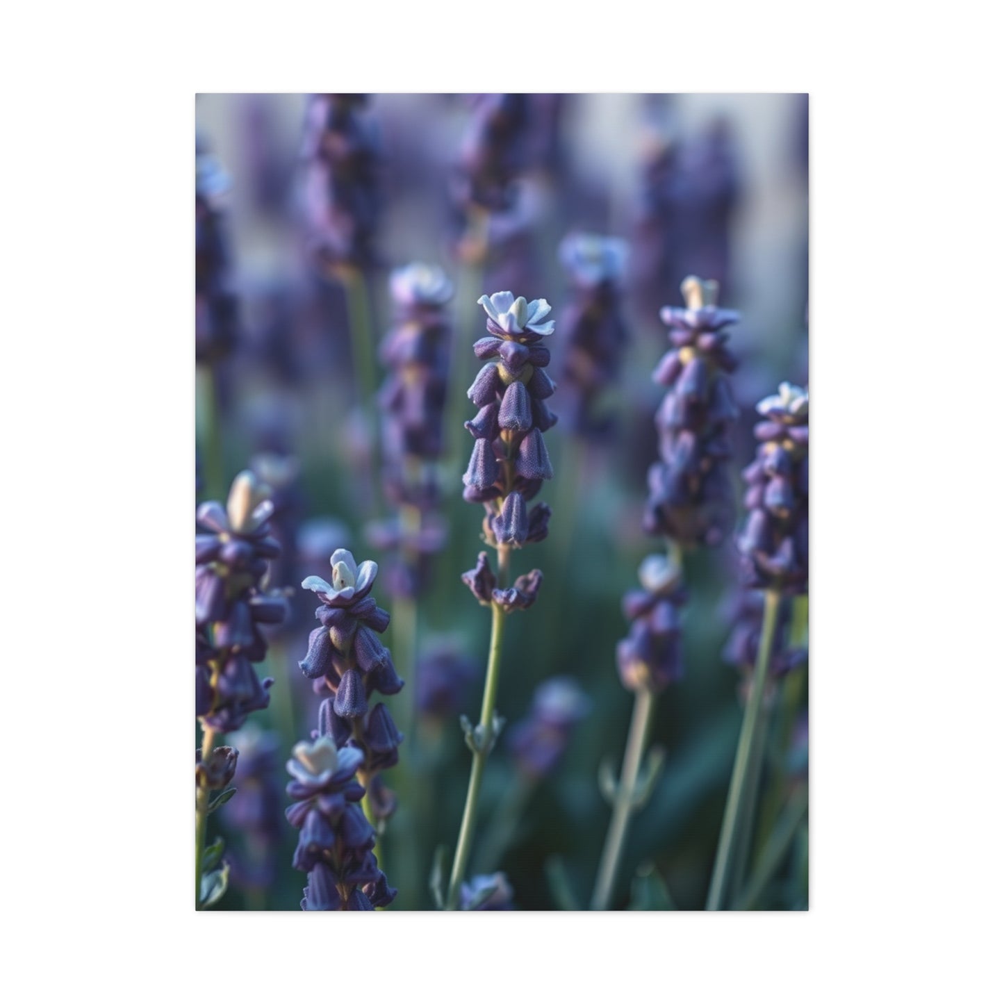 Lavender Herb Art Canvas Art 6 Wall Art & Canvas Print