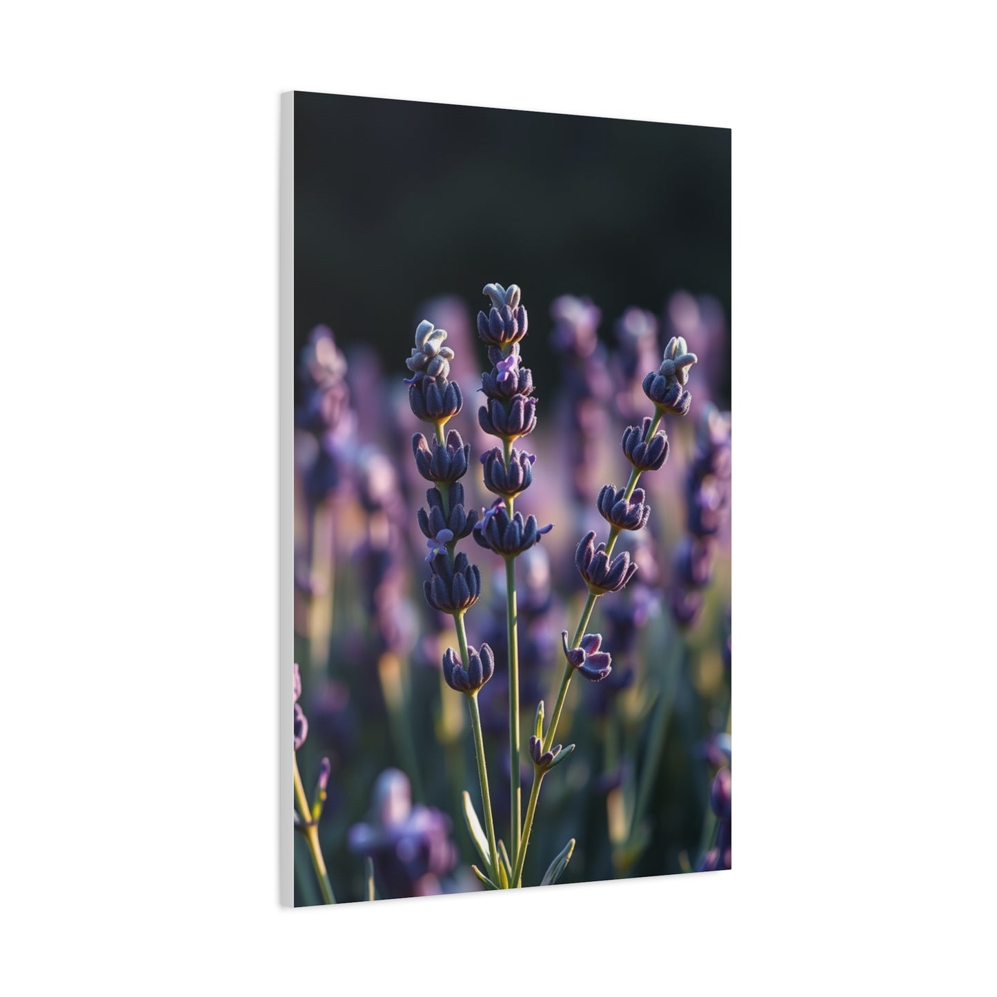 Lavender Herb Art Canvas Art 9 Wall Art & Canvas Print